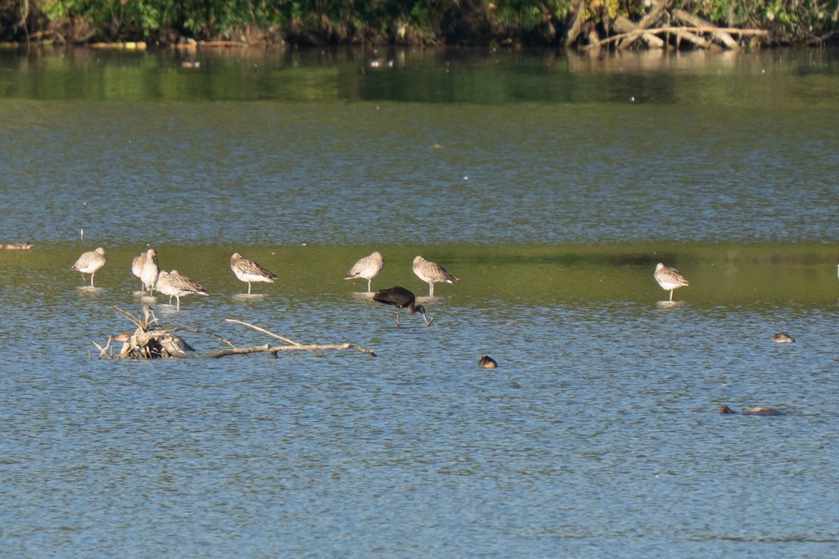 Каравайка - ML641575841