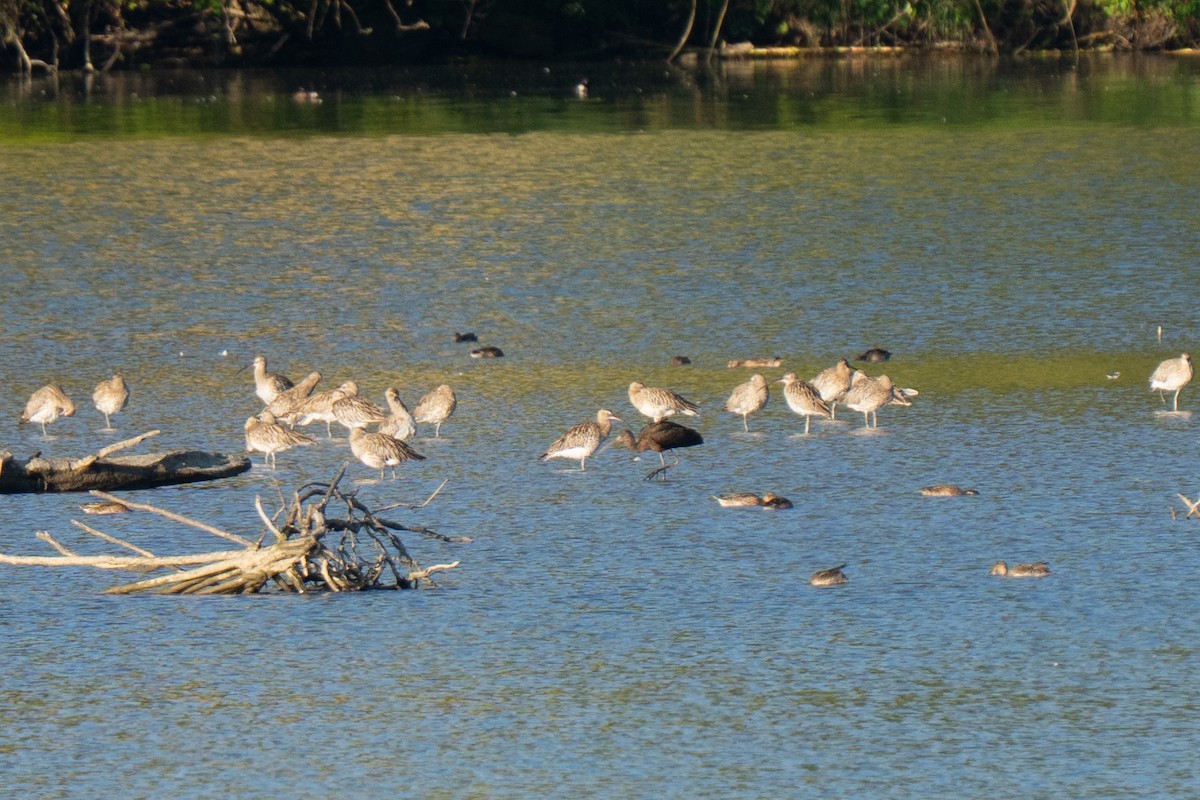 Каравайка - ML641575842