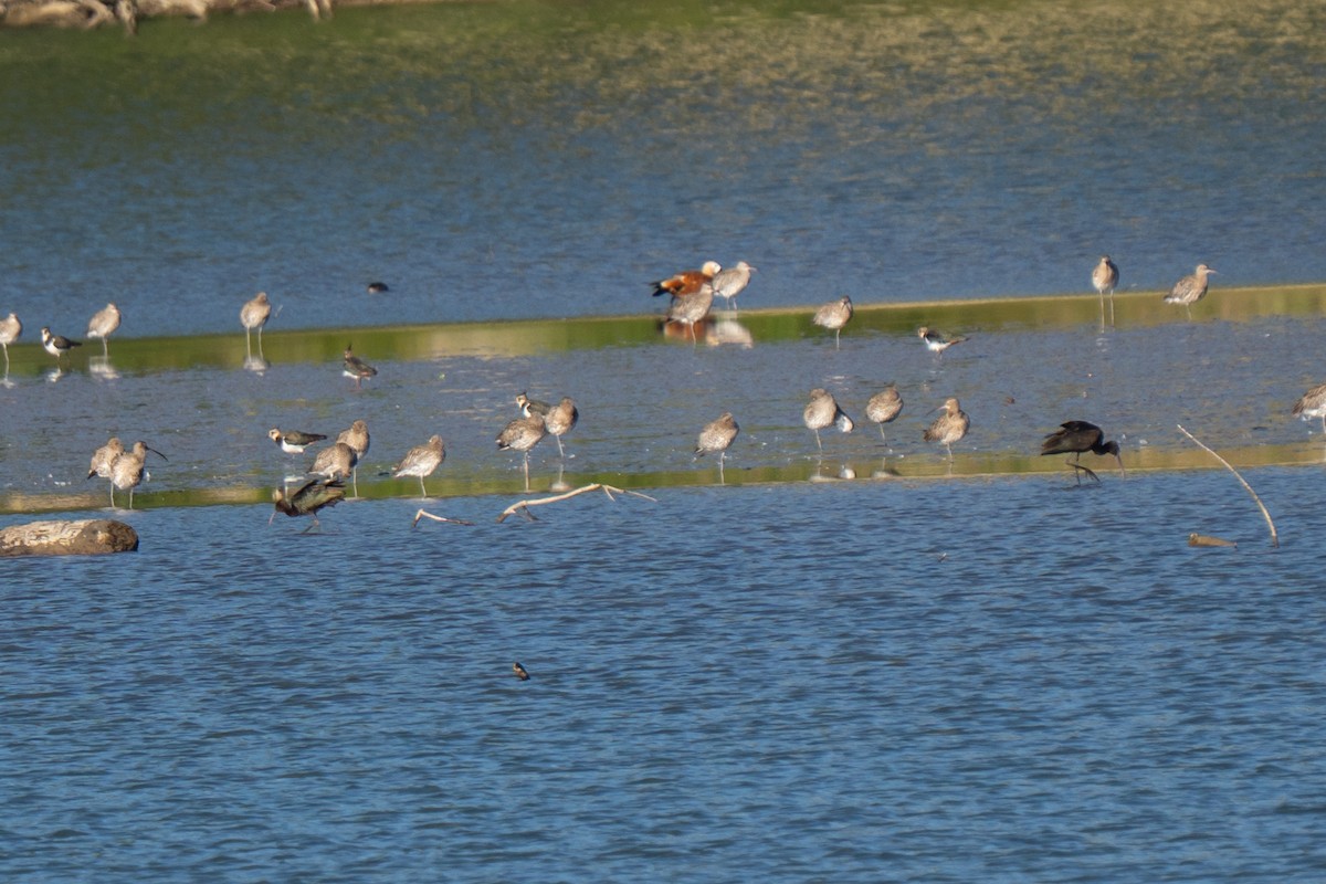 Каравайка - ML641575843