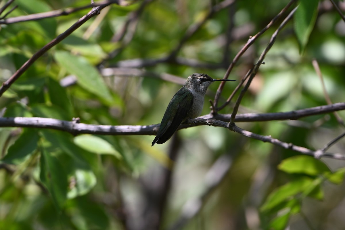 Ruby-throated Hummingbird - ML641575845