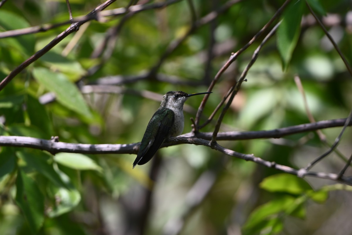 Ruby-throated Hummingbird - ML641575846