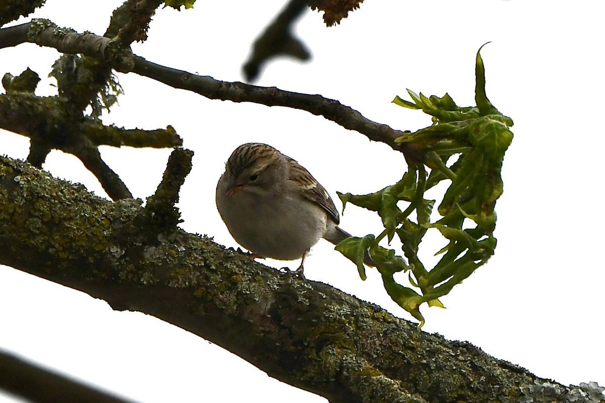 Brewer's Sparrow - ML641575852