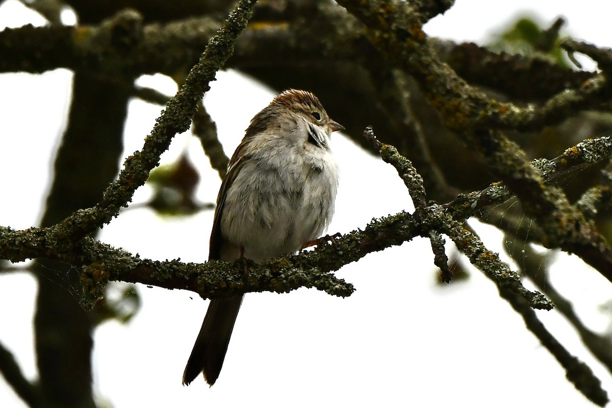 Brewer's Sparrow - ML641575853