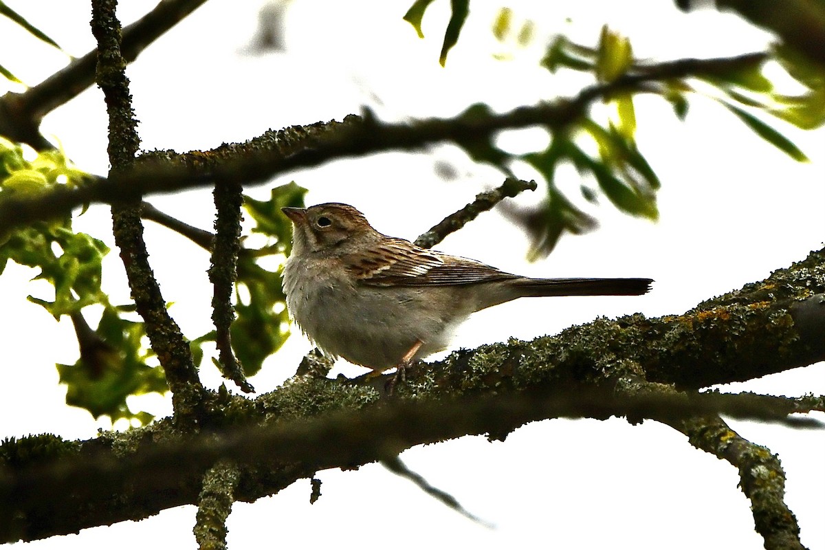 Brewer's Sparrow - ML641575854