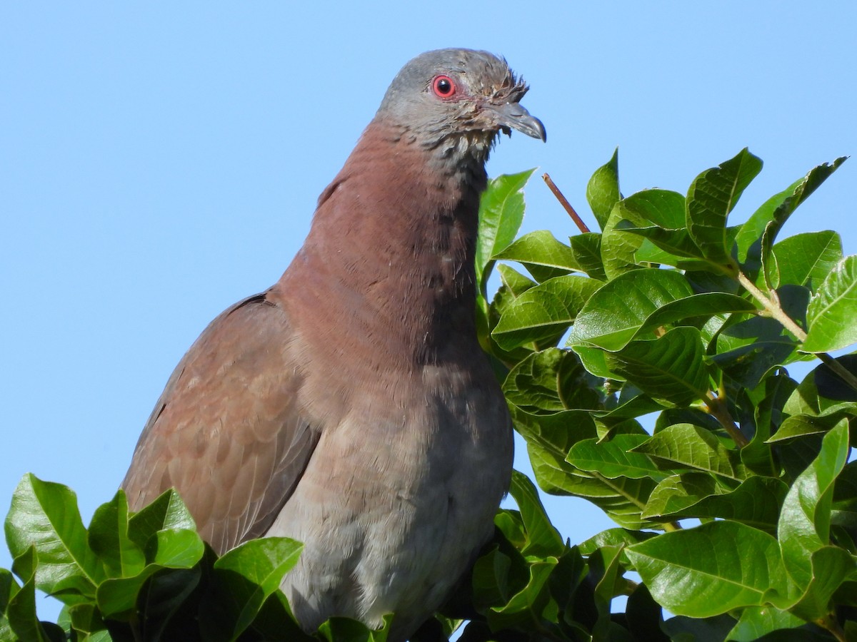 holub neotropický - ML641575919