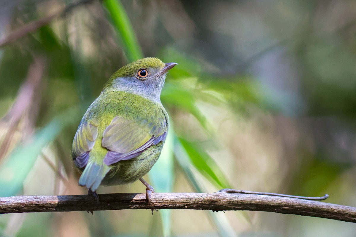 Pin-tailed Manakin - ML641575920