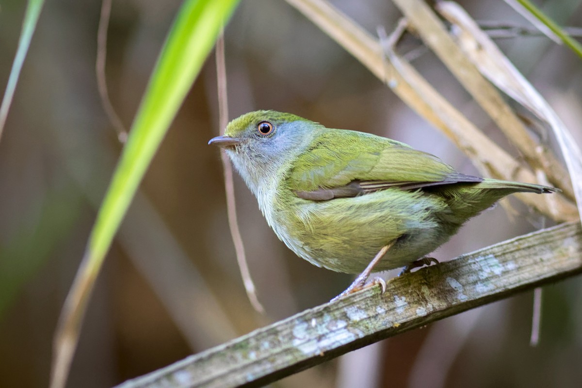 Pin-tailed Manakin - ML641575921
