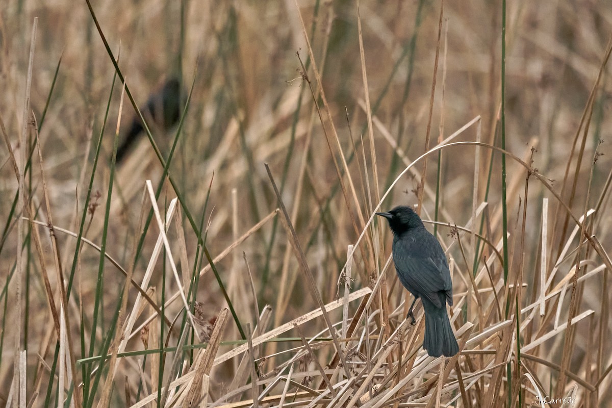 Austral Blackbird - ML641575924