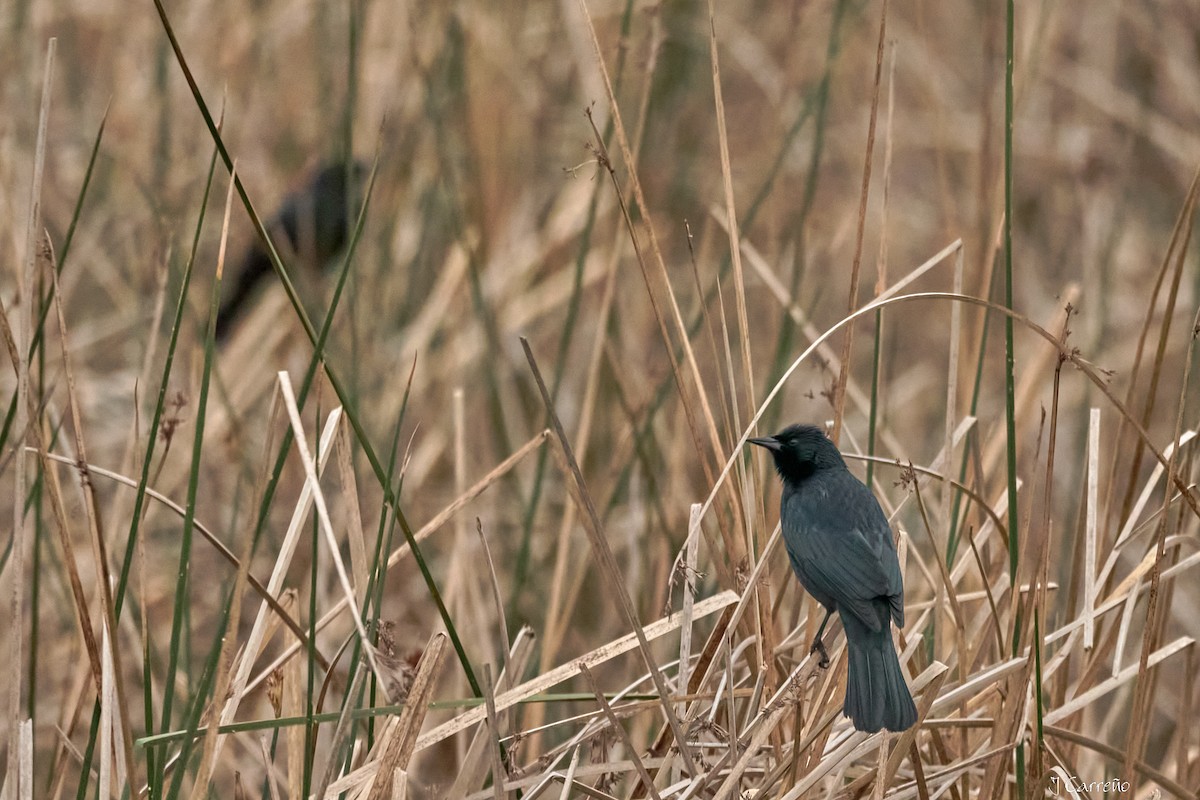 Austral Blackbird - ML641575925