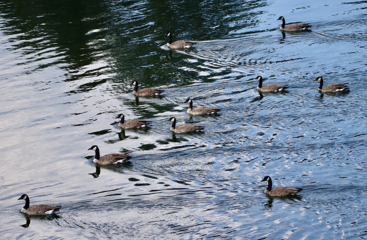 Canada Goose - ML641575931