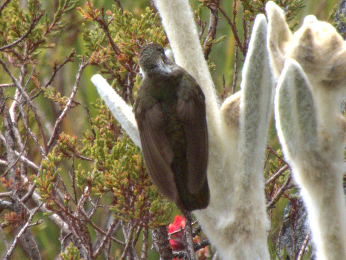 White-bearded Helmetcrest - ML641575932
