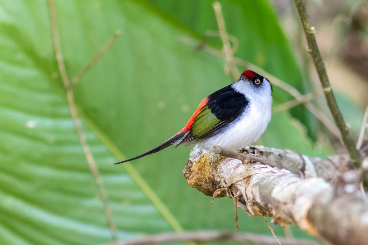 Pin-tailed Manakin - ML641575934