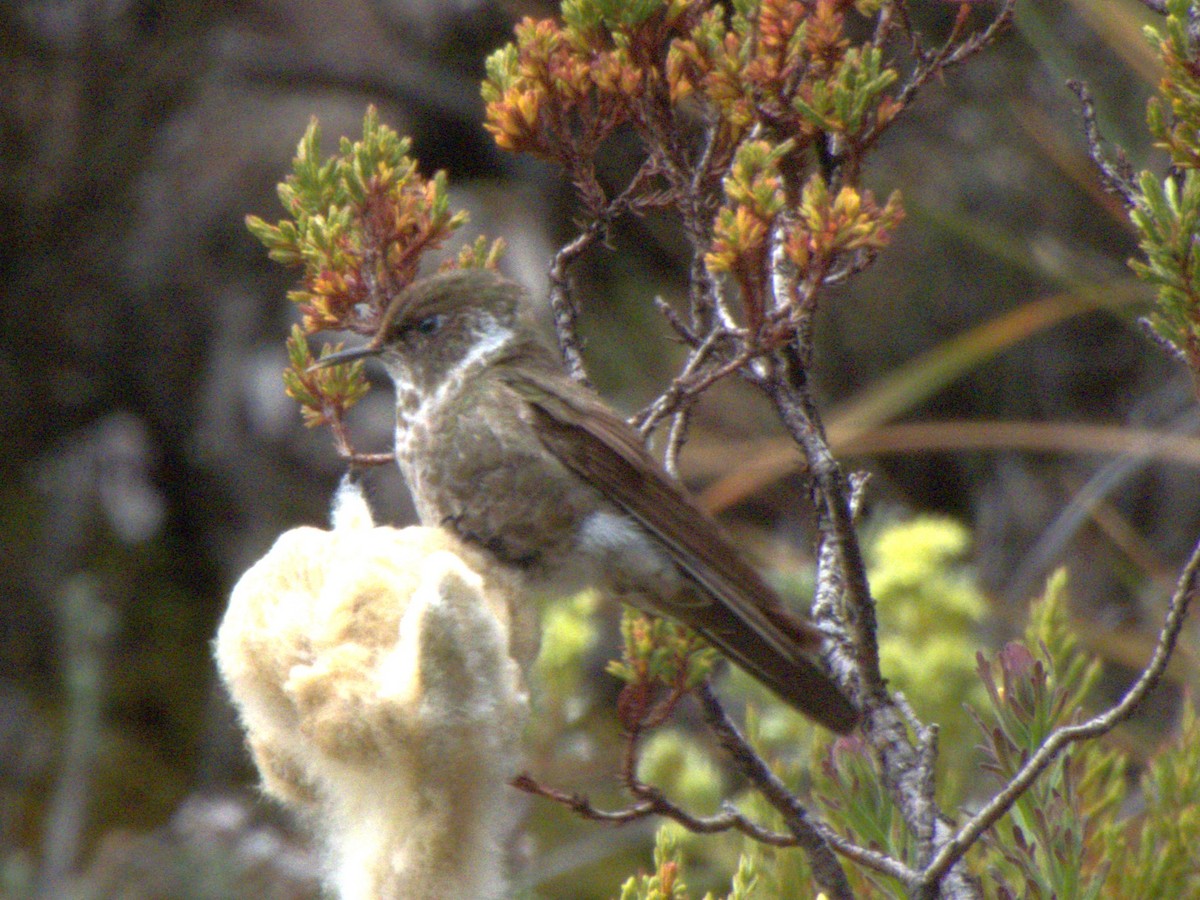 White-bearded Helmetcrest - ML641575935