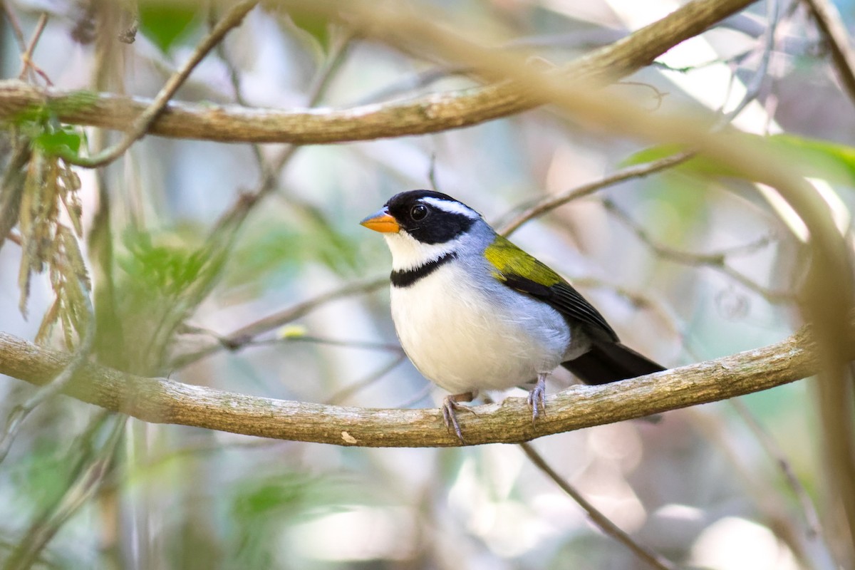 Saffron-billed Sparrow (Saffron-billed) - ML641575950