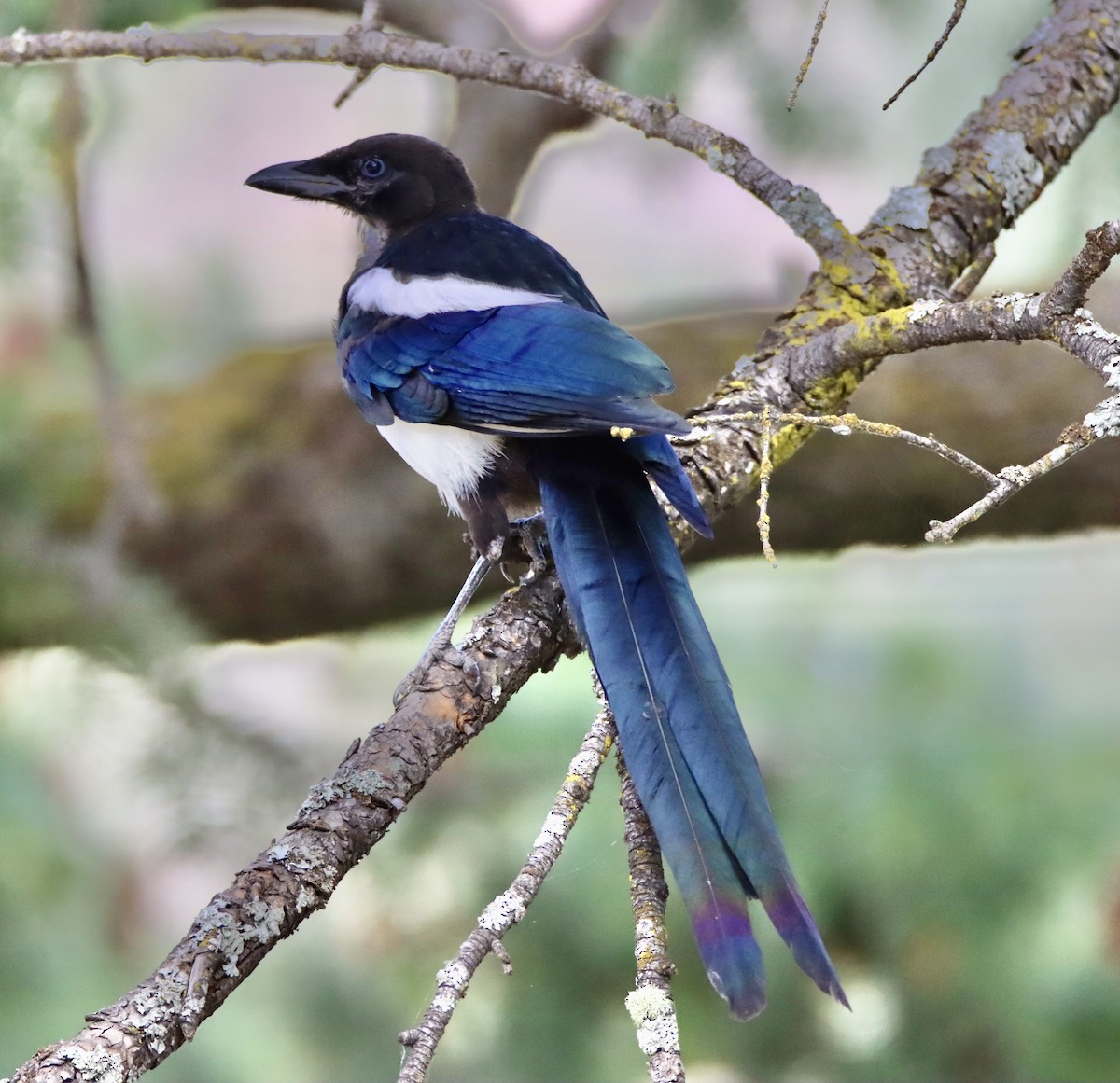 Black-billed Magpie - ML641575958