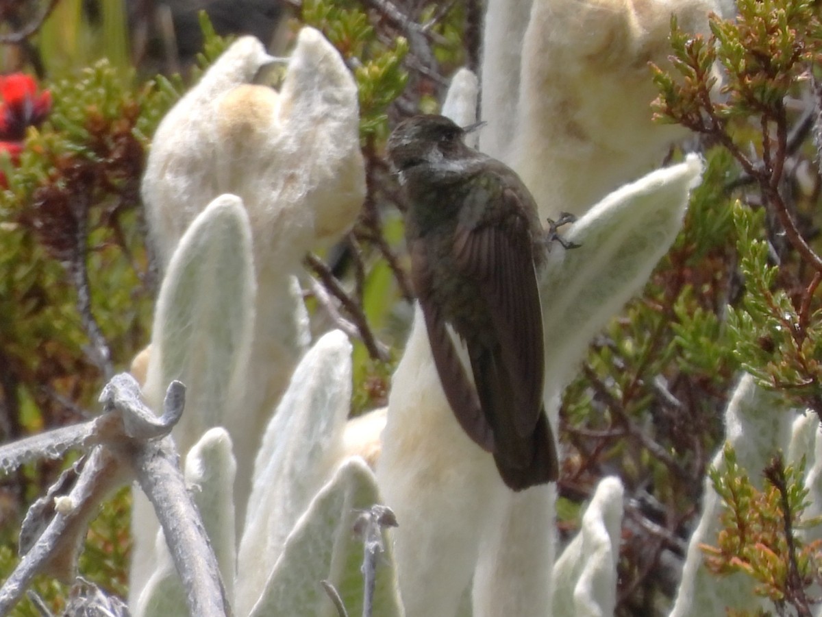 White-bearded Helmetcrest - ML641575959
