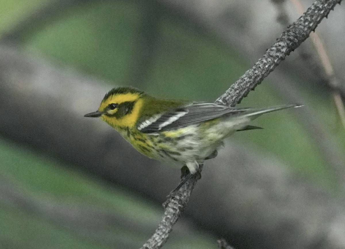 Townsend's Warbler - ML641575974