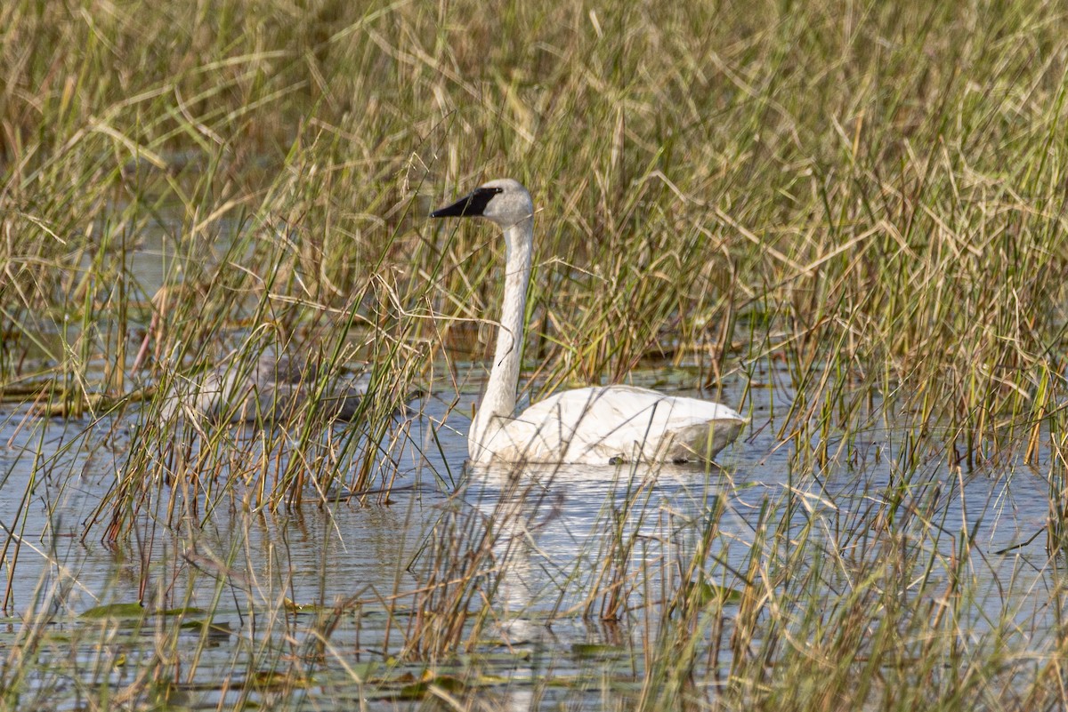 Trumpeter Swan - ML641575998