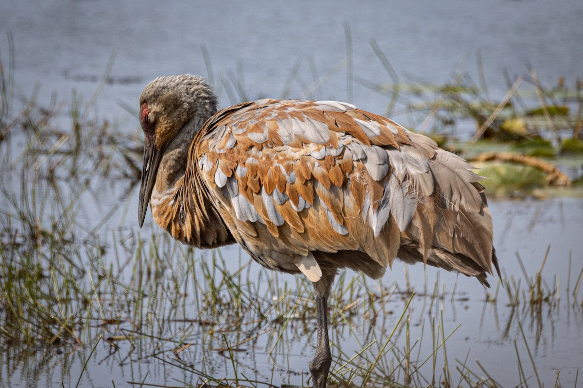 Sandhill Crane - ML641576013