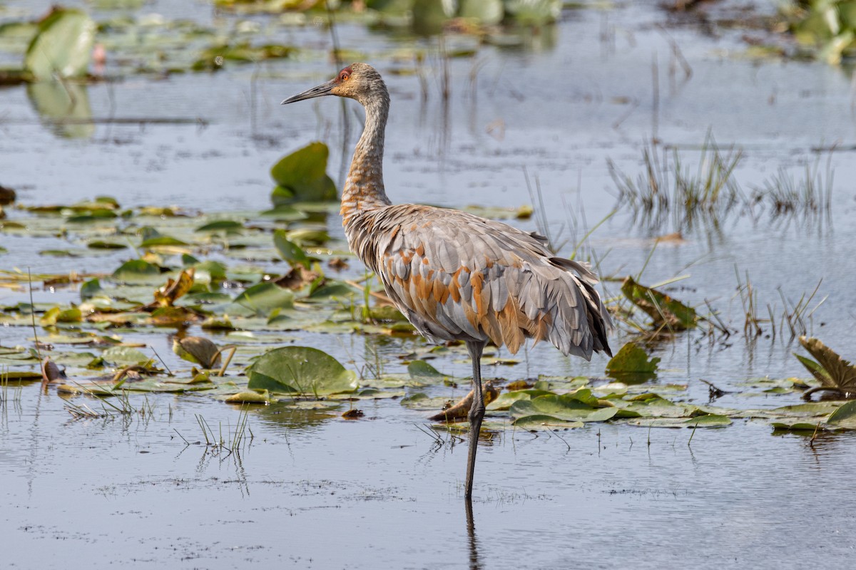 Sandhill Crane - ML641576014