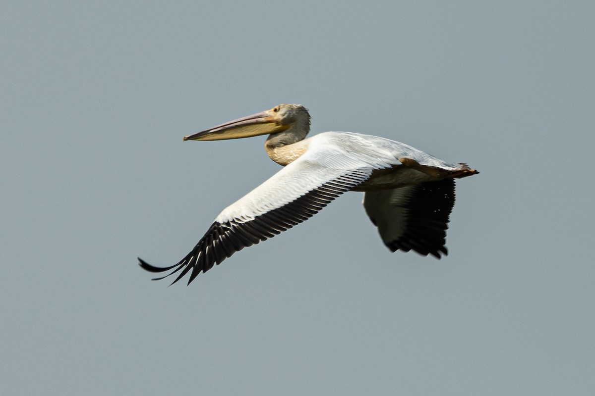 American White Pelican - ML641576020