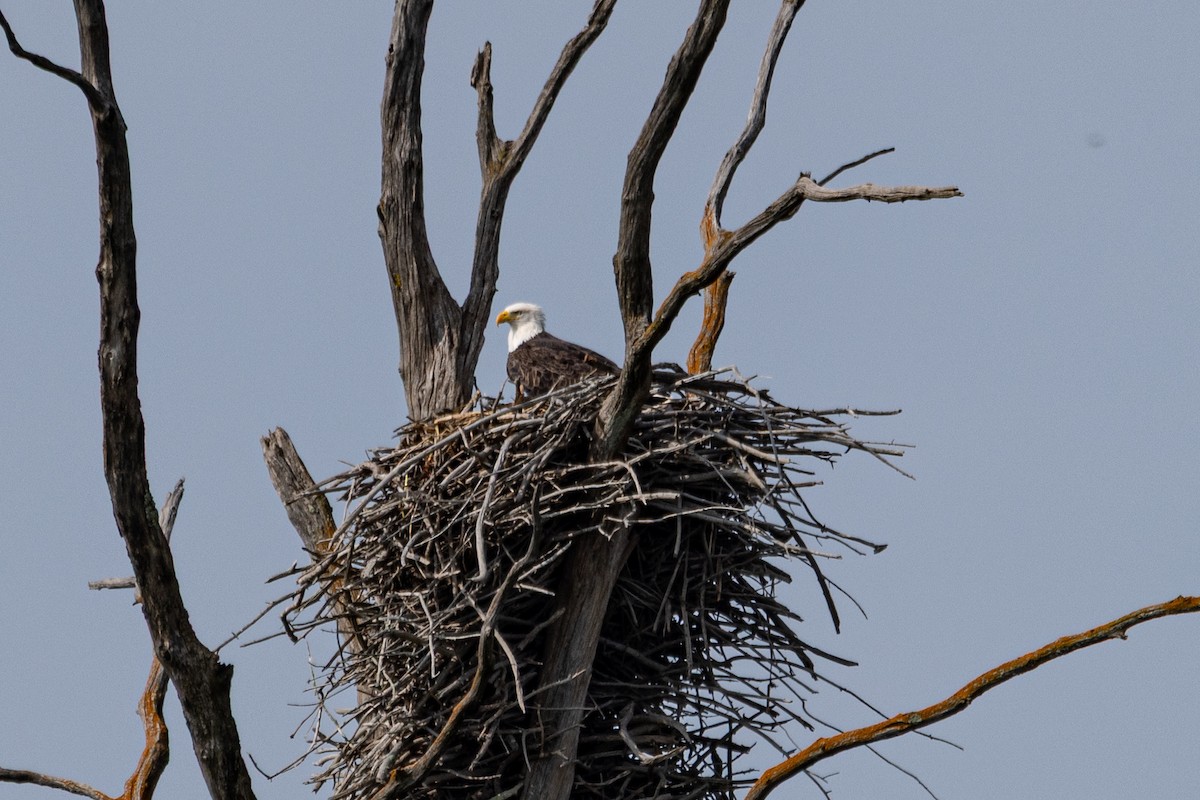 Bald Eagle - ML641576027