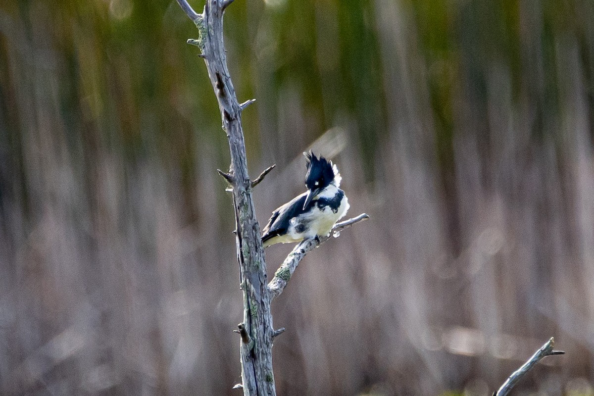 Belted Kingfisher - ML641576030
