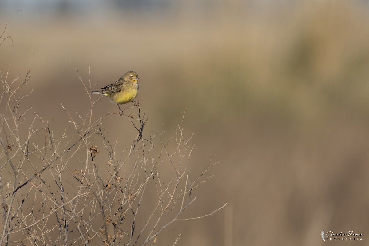 Grassland Yellow-Finch - ML641576057