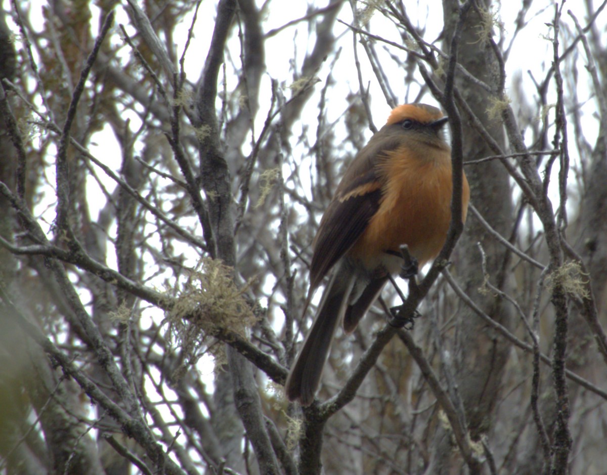 Rufous-browed Chat-Tyrant - ML641576058