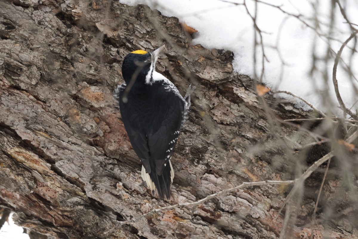 Black-backed Woodpecker - ML641576062