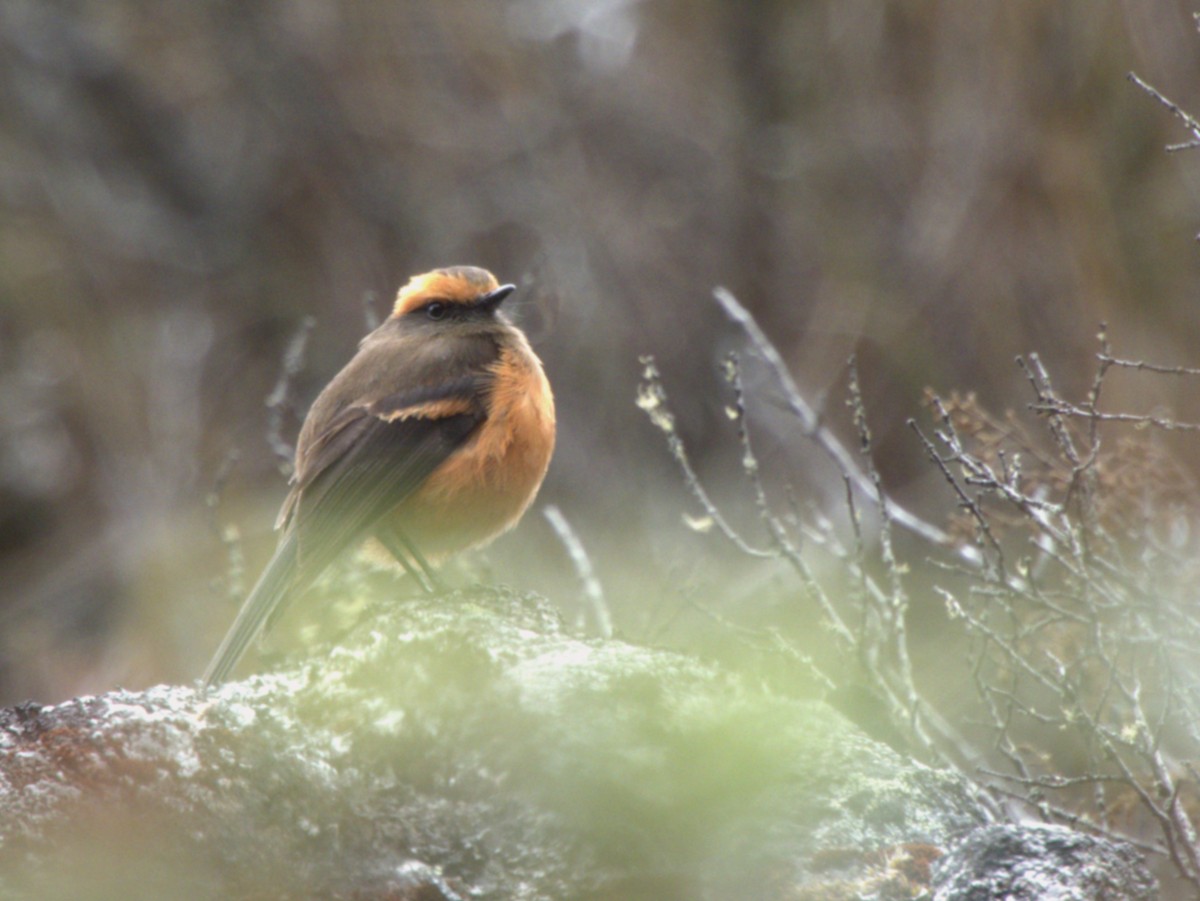 Rufous-browed Chat-Tyrant - ML641576063