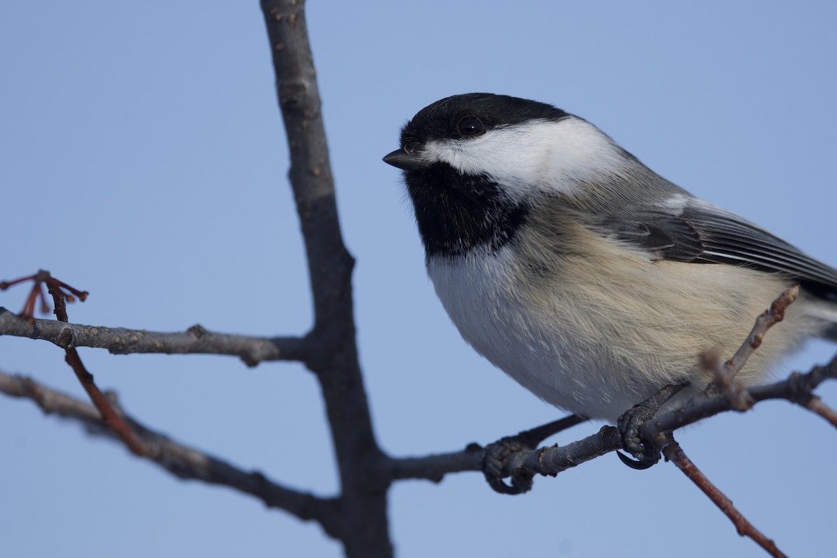Black-capped Chickadee - ML641576064