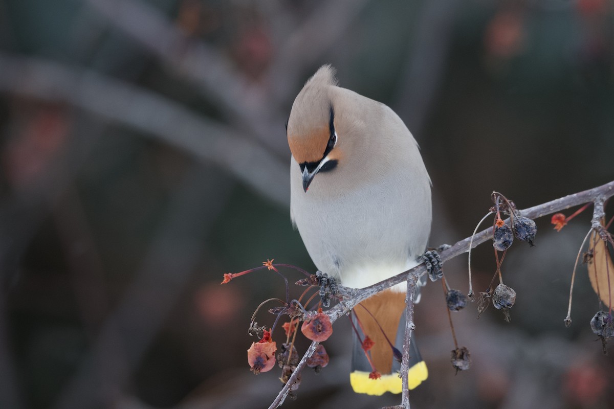 Bohemian Waxwing - ML641576077