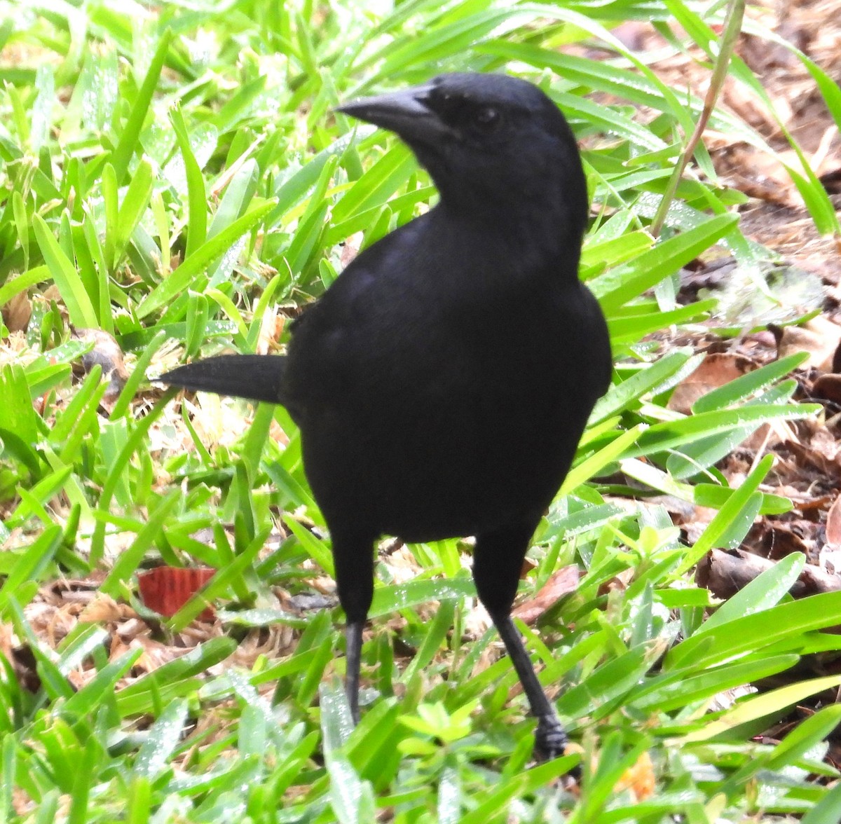Scrub Blackbird - ML641576084