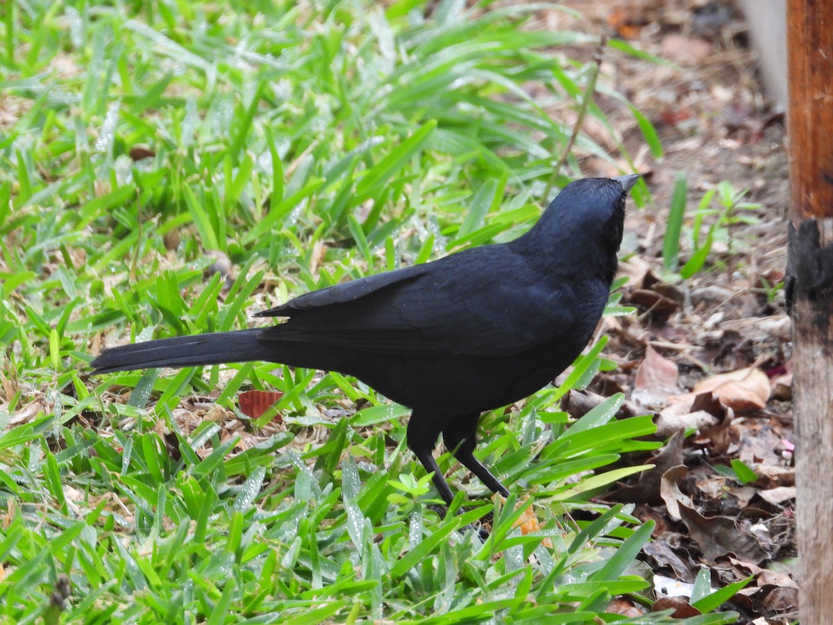 Scrub Blackbird - ML641576086