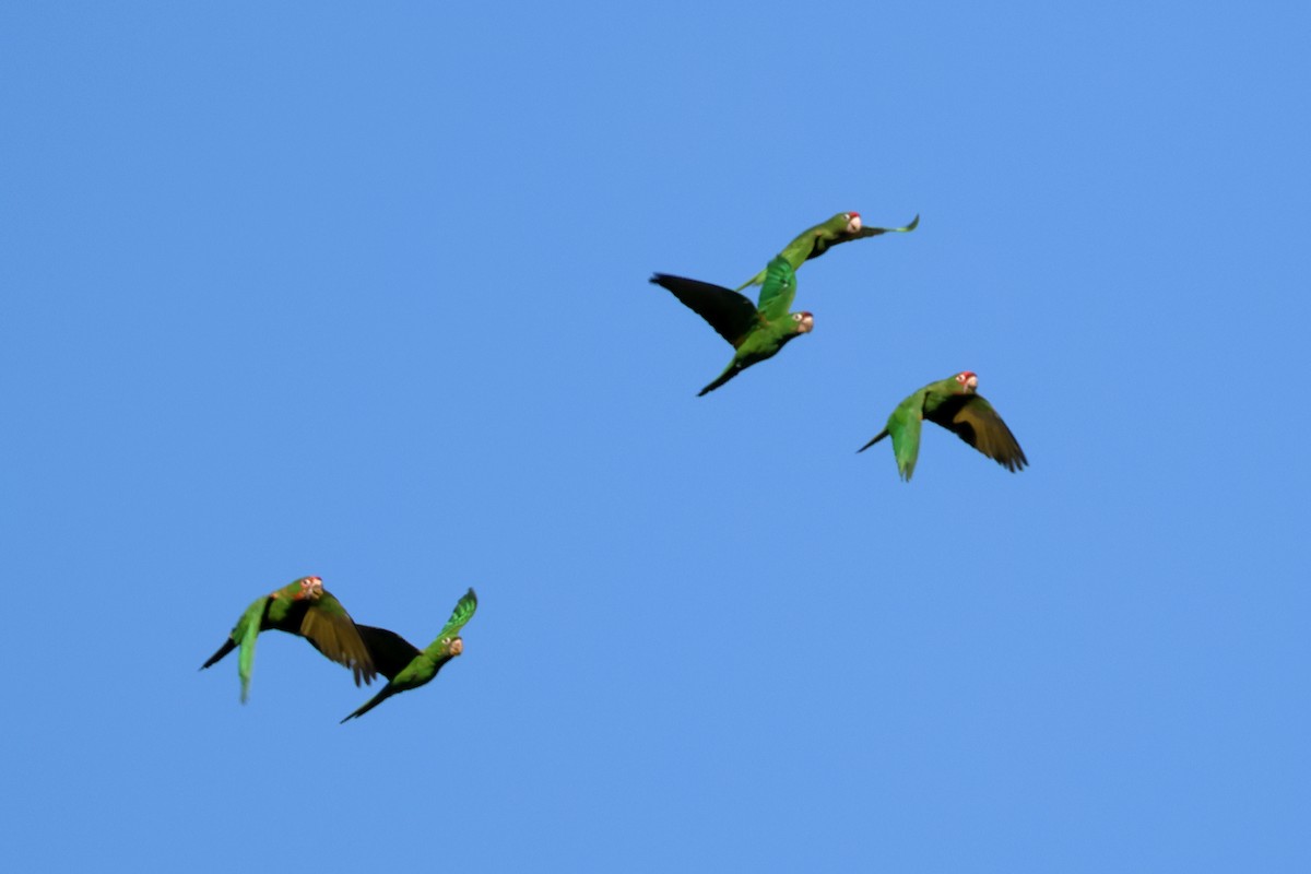 Mitred Parakeet - ML641576090