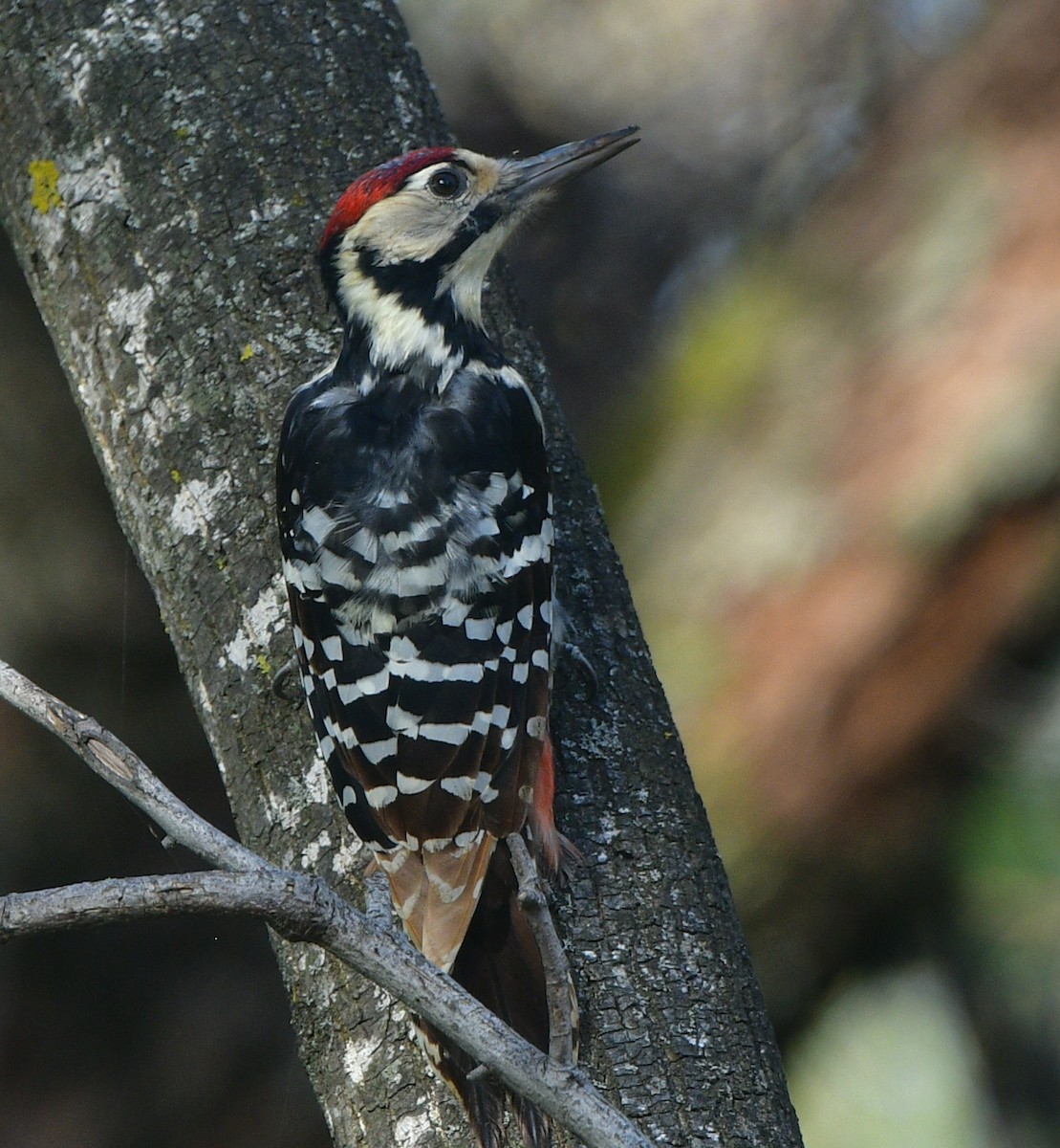 White-backed Woodpecker - ML641576096