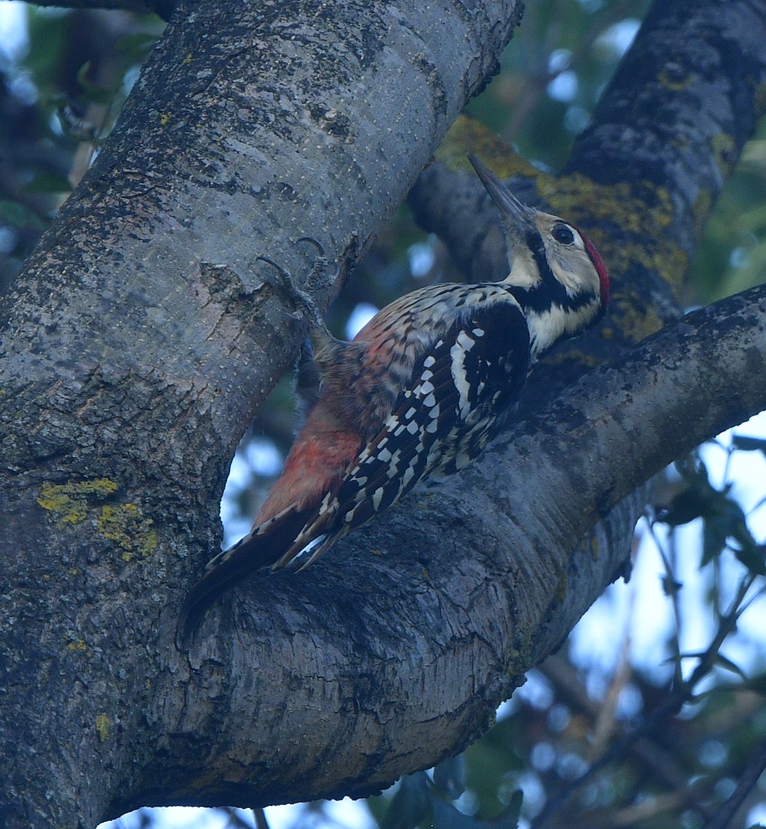 White-backed Woodpecker - ML641576100