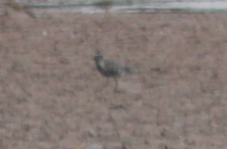 American Golden-Plover - ML641576112
