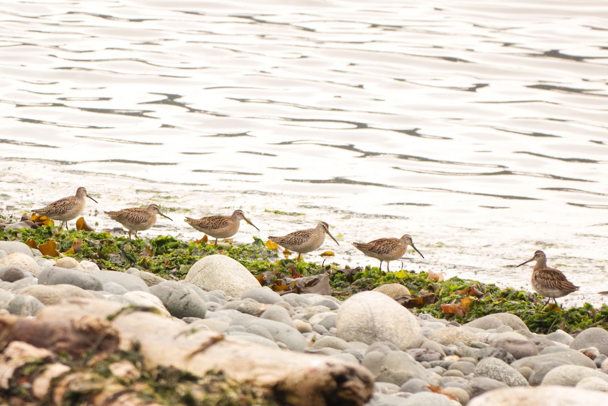 短嘴半蹼鷸 - ML641576114