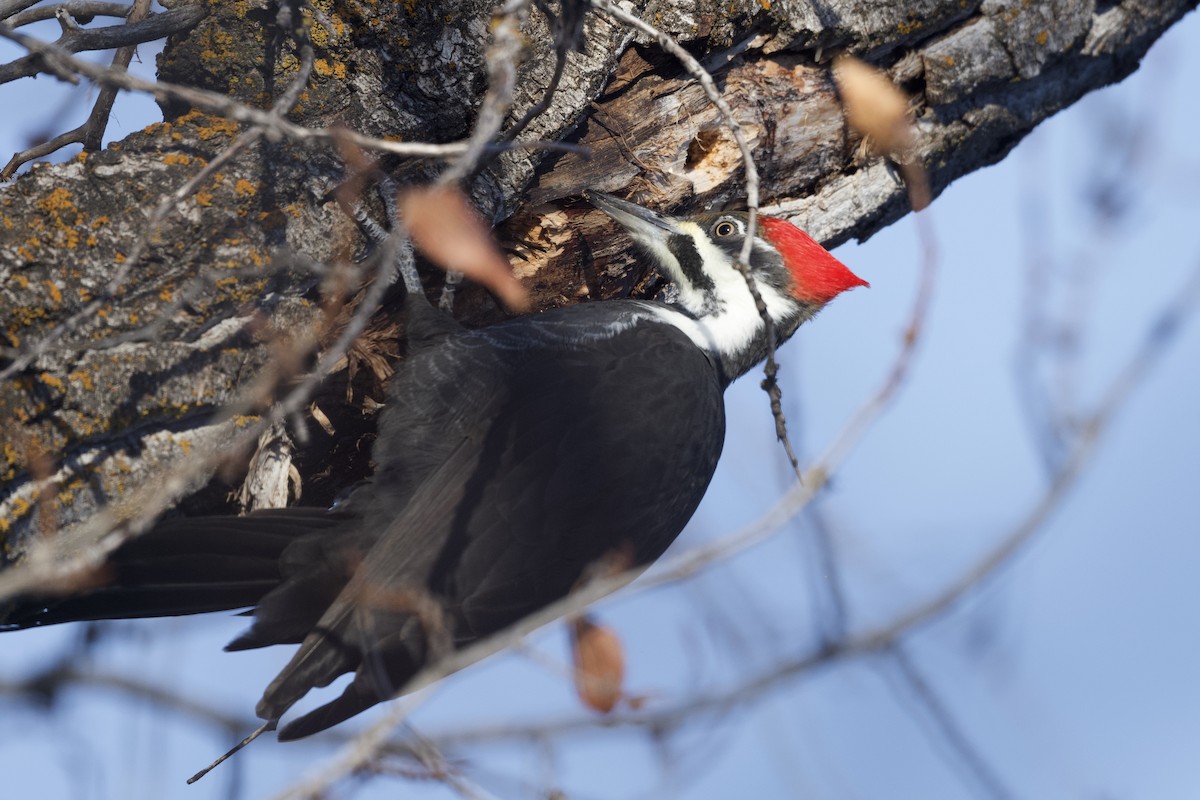 Pileated Woodpecker - ML641576116
