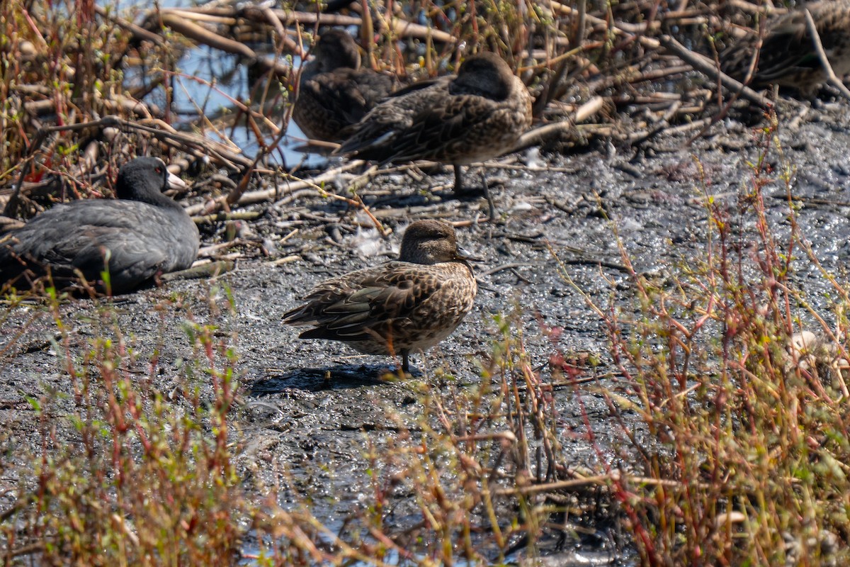 čírka obecná (ssp. crecca) - ML641576131