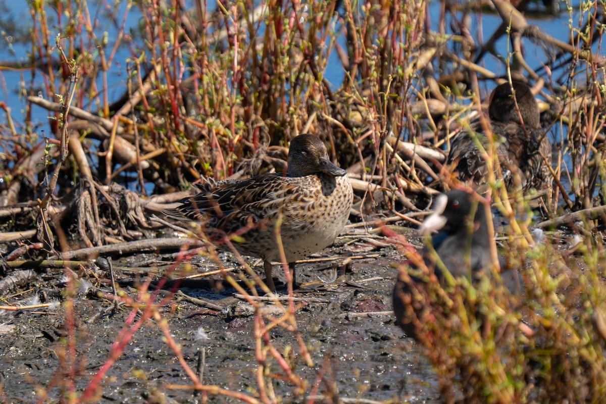 čírka obecná (ssp. crecca) - ML641576132