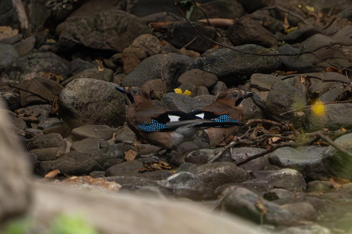 Ghiandaia - ML641576200