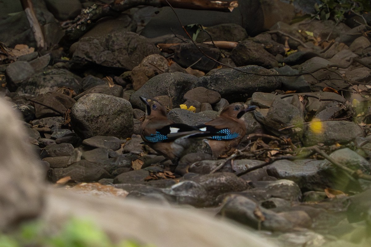 Ghiandaia - ML641576201