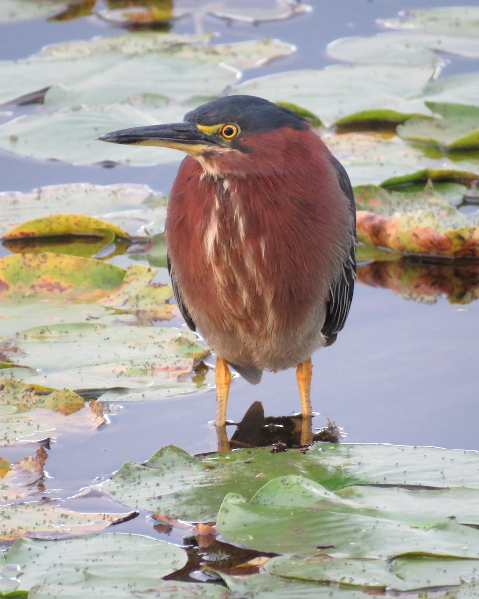Green Heron - ML641576210