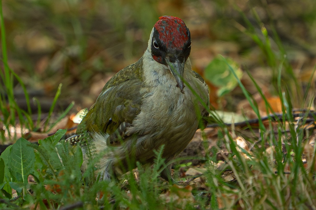 Picchio verde - ML641576233