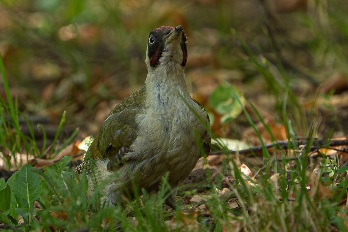 Picchio verde - ML641576235