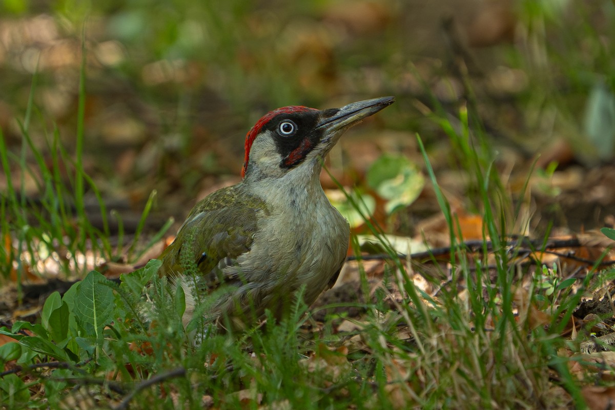 Picchio verde - ML641576236