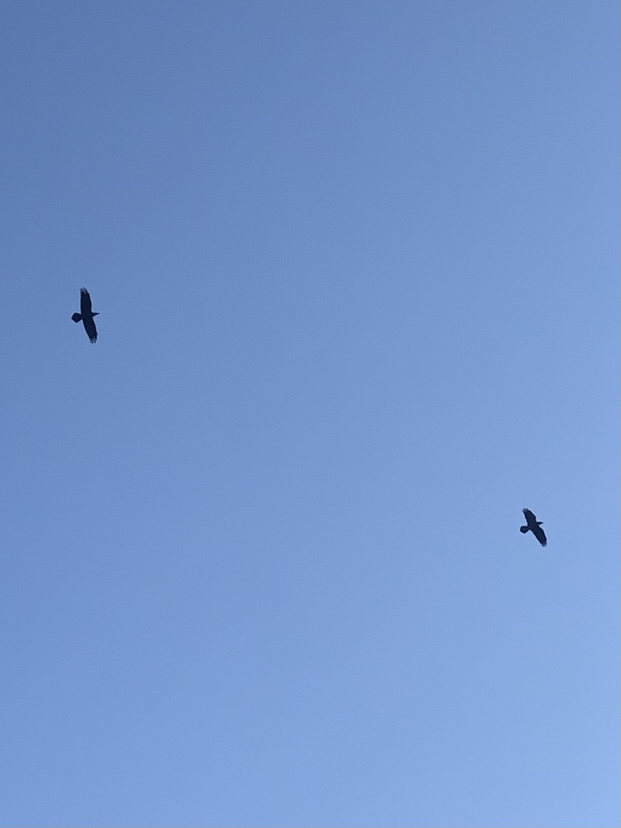 Common Raven - ML641576245